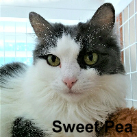 Adopt Sweet Pea